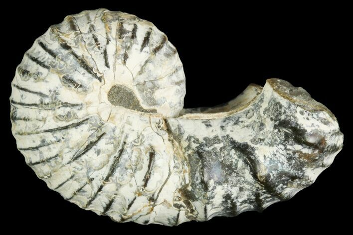 Heteromorph (Scaphites) Ammonite fossil - Kansas #187470